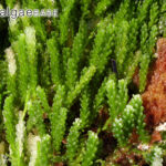 Caulerpa cylindracea - © John Huisman, algaebase.org