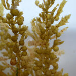 Sargassum sp - ©Phycokey, Center for Freshwater Biology, University of New Hampshire